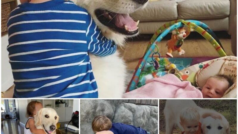 After many years at the rescue station, the unfortunate dog found a home and a position as a babysitter.