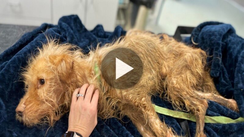 A dog who was sick from hunger and thirst for many days and had no life left was adopted and cared for by a nurse until he completely recovered.