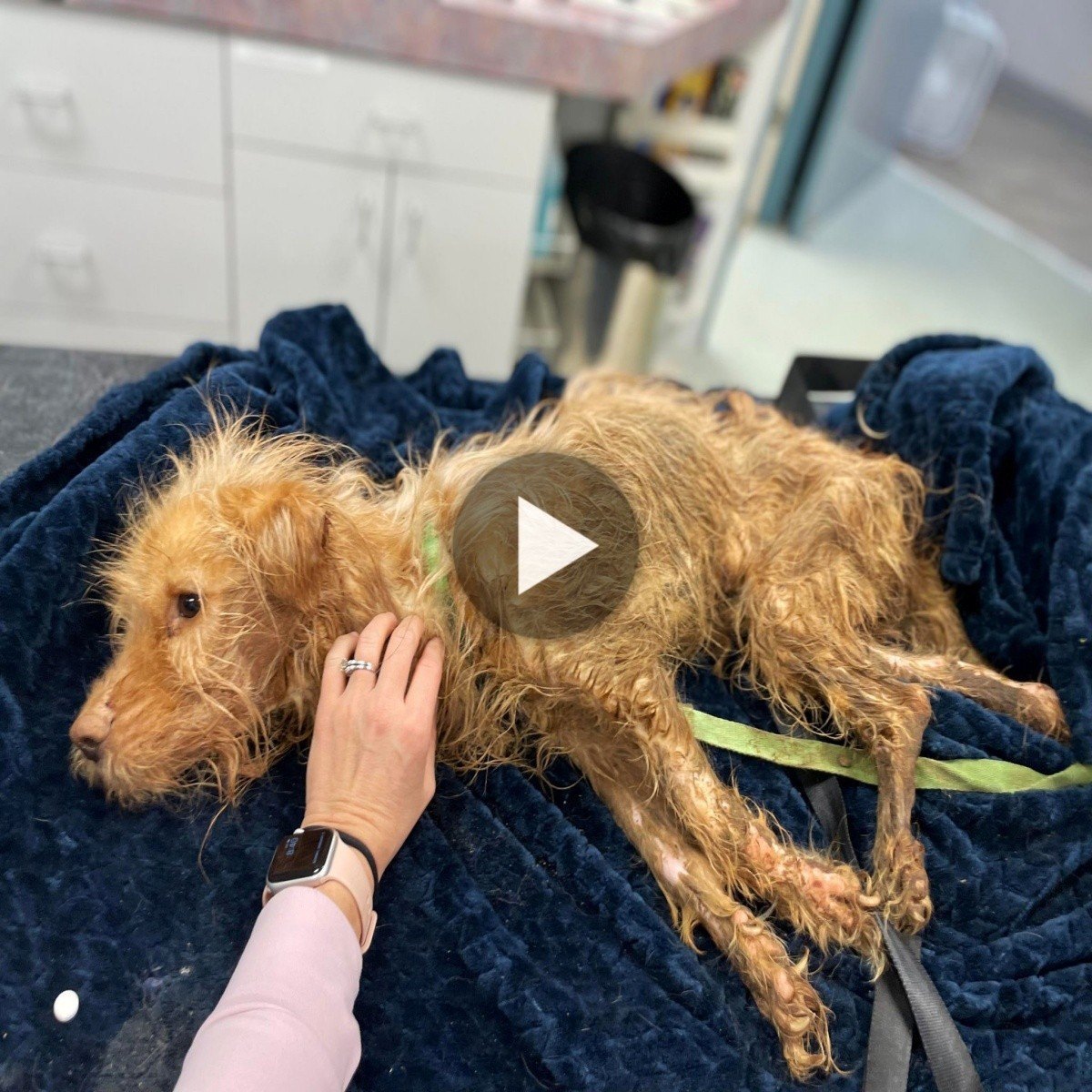 A dog who was sick from hunger and thirst for many days and had no life left was adopted and cared for by a nurse until he completely recovered.