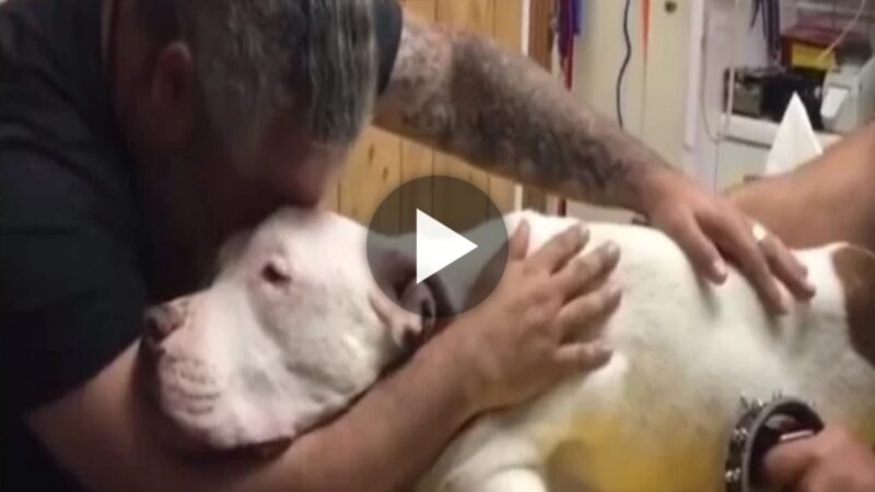 A man hugs his old dog in tears moments before his beloved companion takes his last breath. (Video)