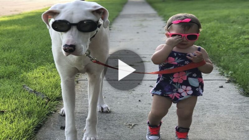 A little girl took her dog for a walk and wore glasses to go out, looking cool as a model, capturing interesting moments of the two that made everyone laugh.