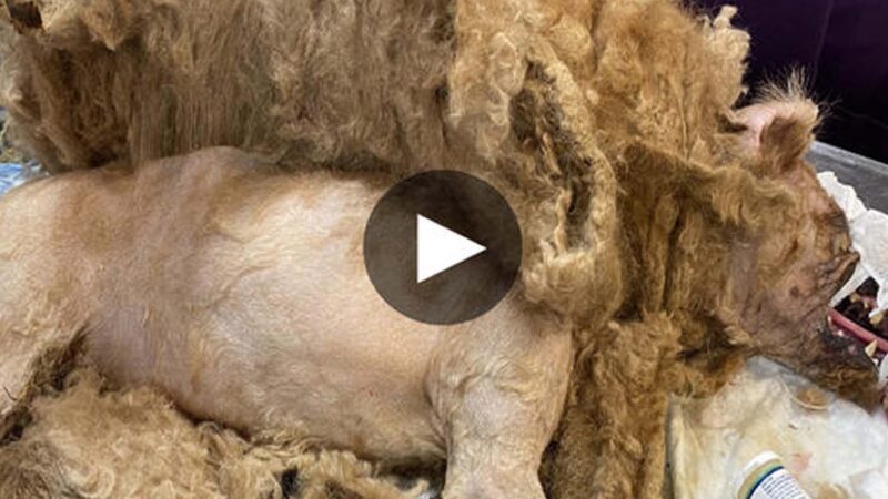 The Astonishing Transformation of a Dog Freed from Shackles and Shedding Pounds of Matted Fur