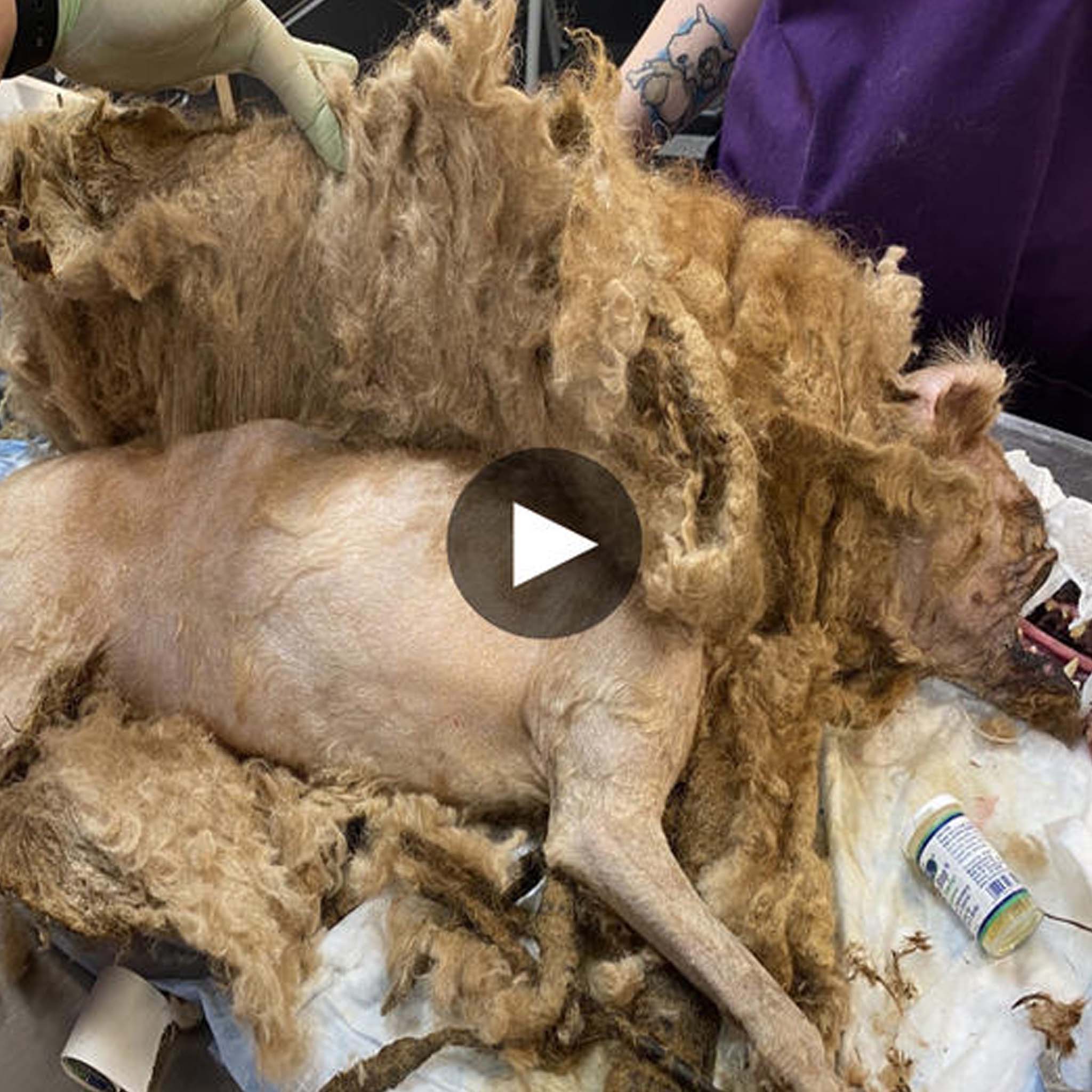 The Astonishing Transformation of a Dog Freed from Shackles and Shedding Pounds of Matted Fur