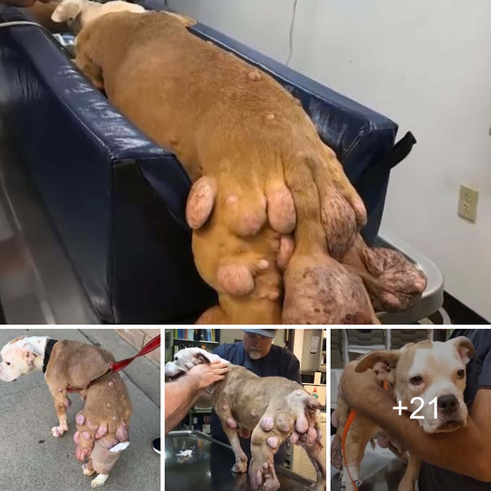 Resilient Stray Dog Overcomes Massive Tumor and Begins a Heartwarming Adventure with a Compassionate New Companion.