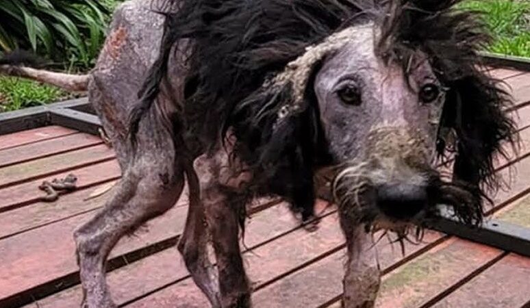 “From Beauty to Emaciation: The Heartbreaking Transformation of an Abandoned Canine (VIDEO)”