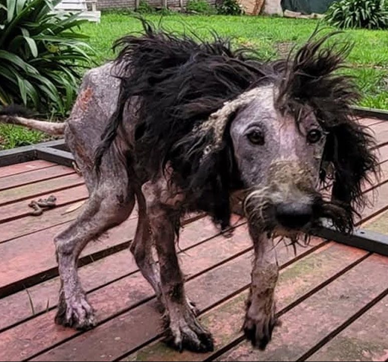 “From Beauty to Emaciation: The Heartbreaking Transformation of an Abandoned Canine (VIDEO)”