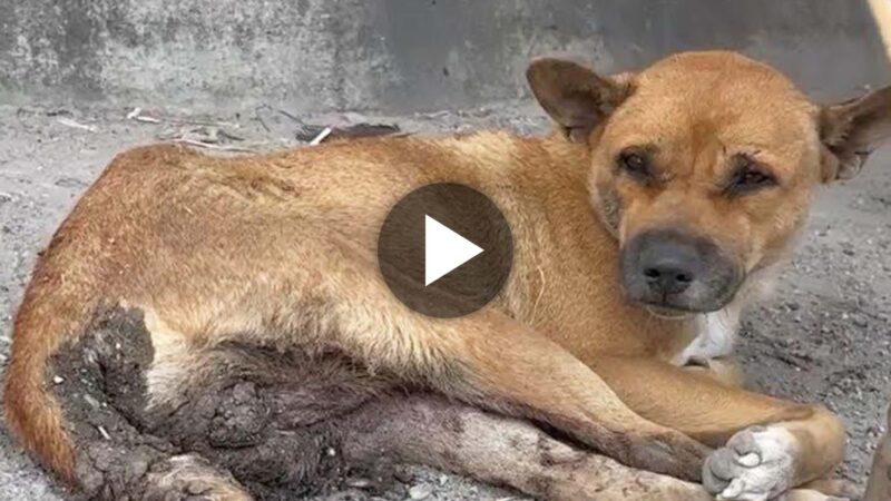 “Rescuing a Homeless Dog: Shattered Heart, Broken Body, Unwavering Determination”