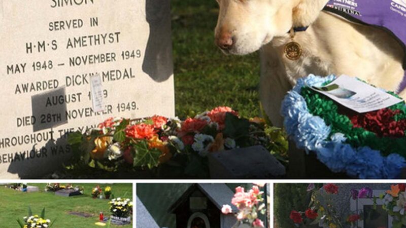 “Nine Years of Loyalty: A Dog’s Unwavering Bond with His Master’s Final Resting Place.”