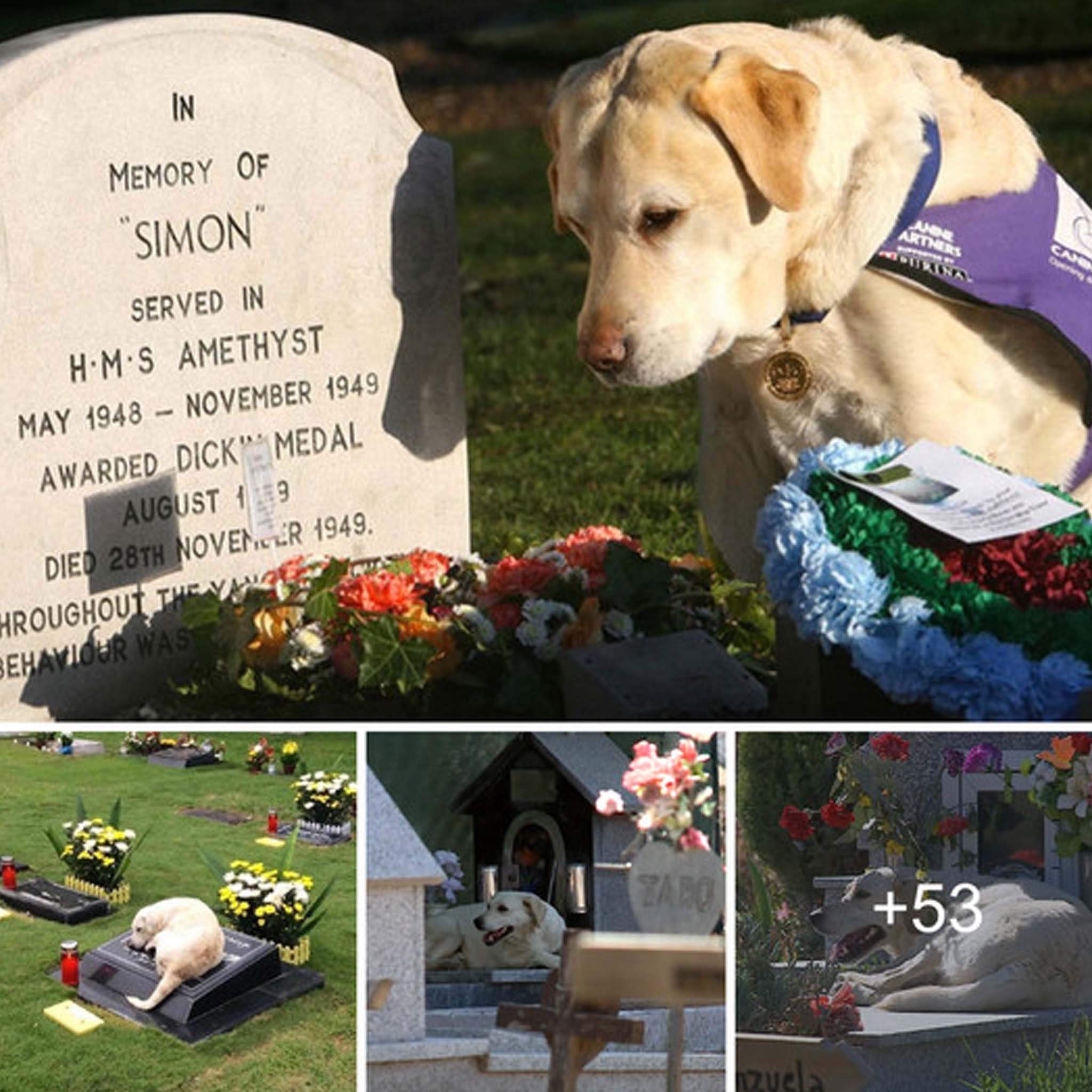 “Nine Years of Loyalty: The Dog Stands by and Never Leaves to Protect His Master’s Final Resting Place”