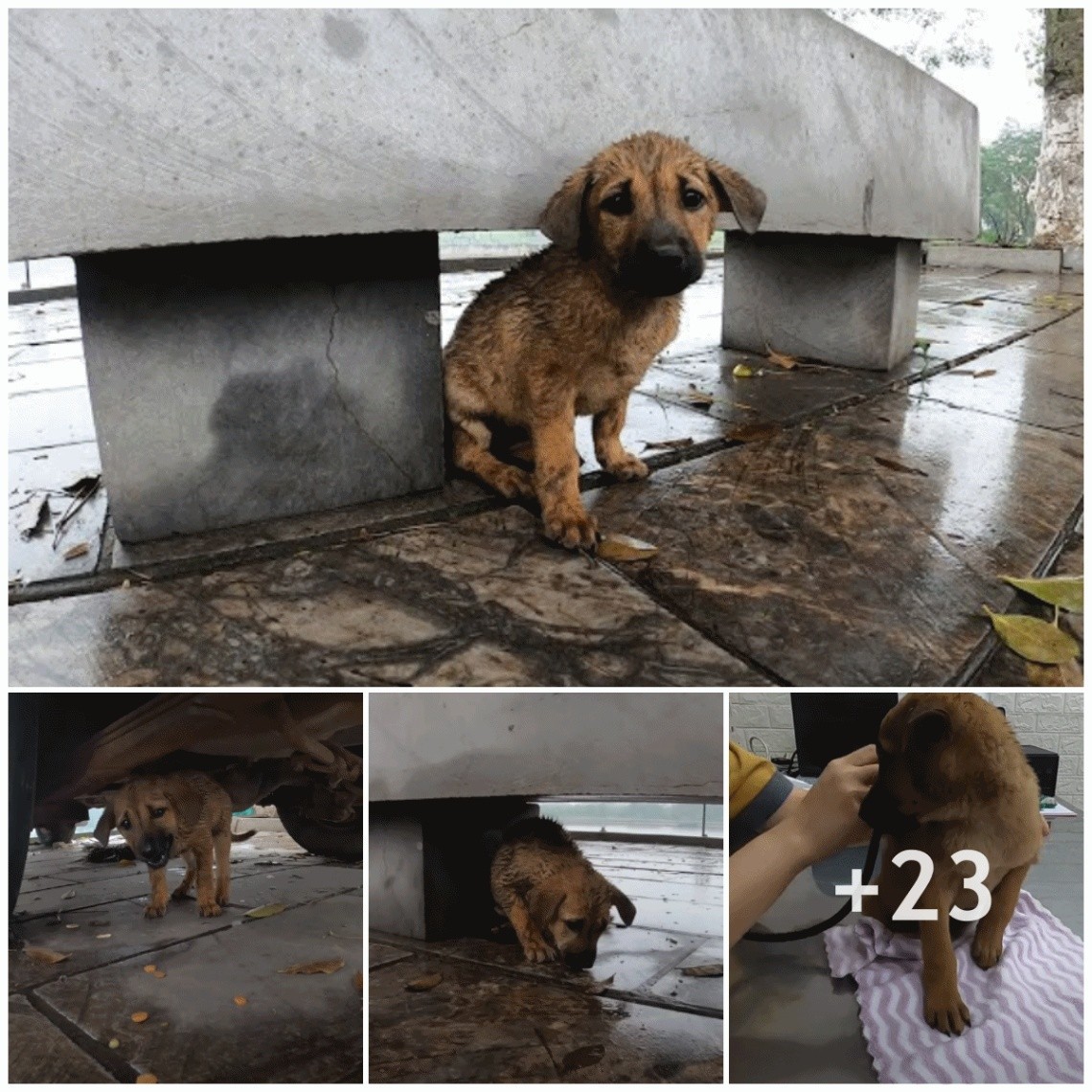 This resilient little dog stayed waiting for his owner’s family in the rain and the wind, regardless of how much I wanted to comfort him.