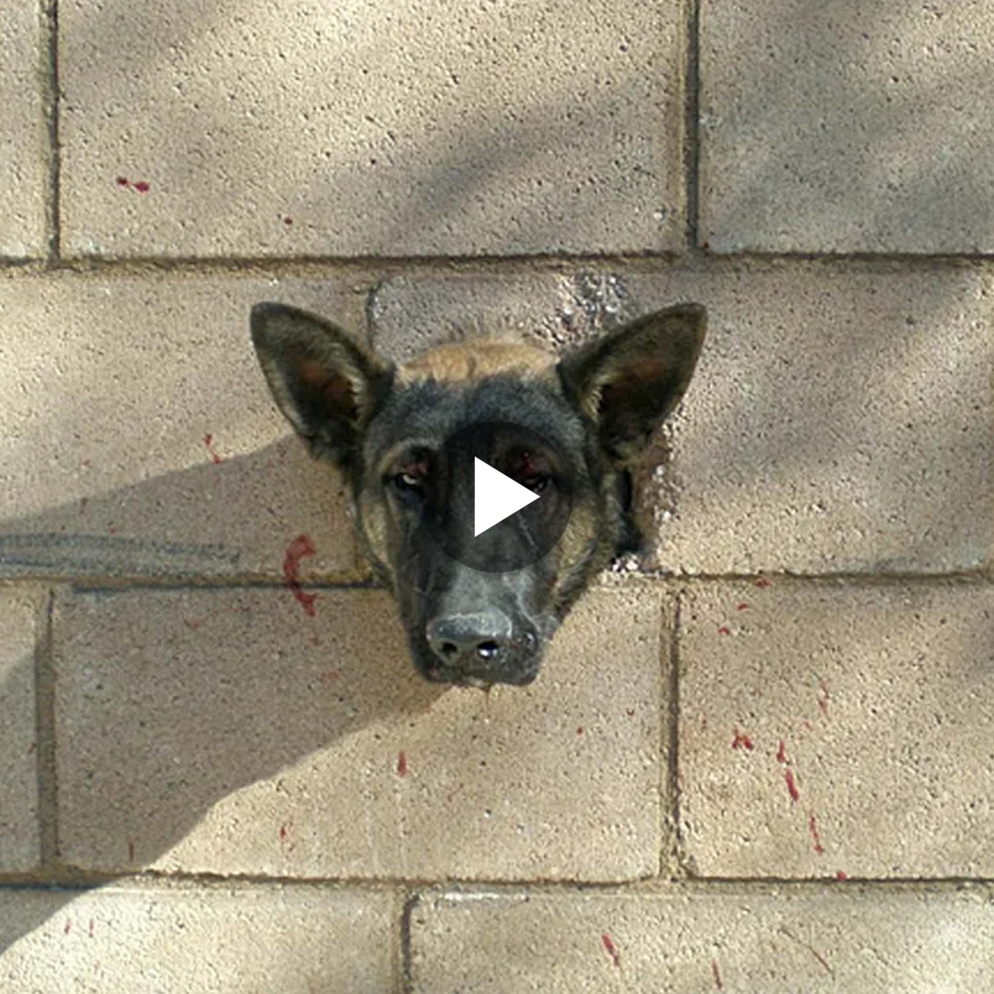 The Terrifying Ordeal of a Frightened Puppy, Cries of Fear and Agony Echo as His Head Wedges in a Concrete Wall.