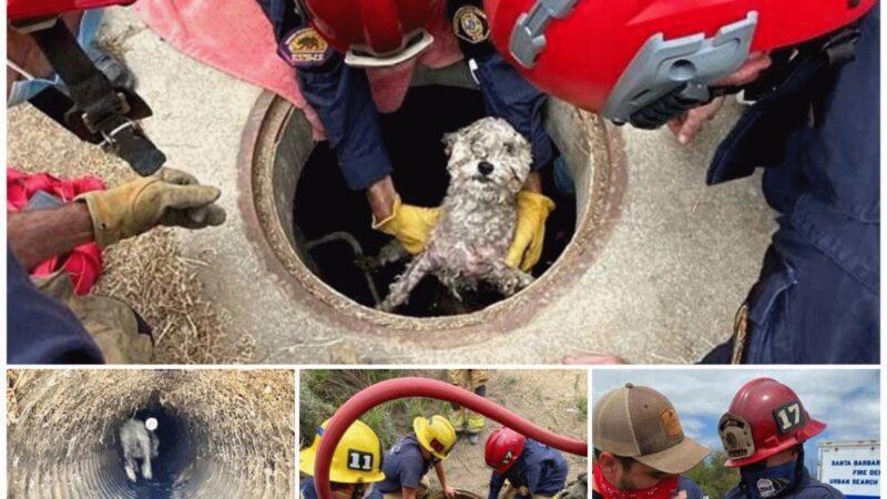 Firefighters discovered that a small dog crying for help had been trapped in a drainage pipe for more than three days and had exhausted its strength.