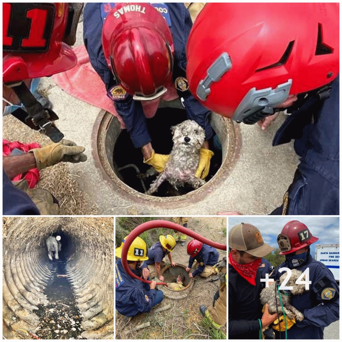 Firefighters discovered that a small dog crying for help had been trapped in a drainage pipe for more than three days and had exhausted its strength.