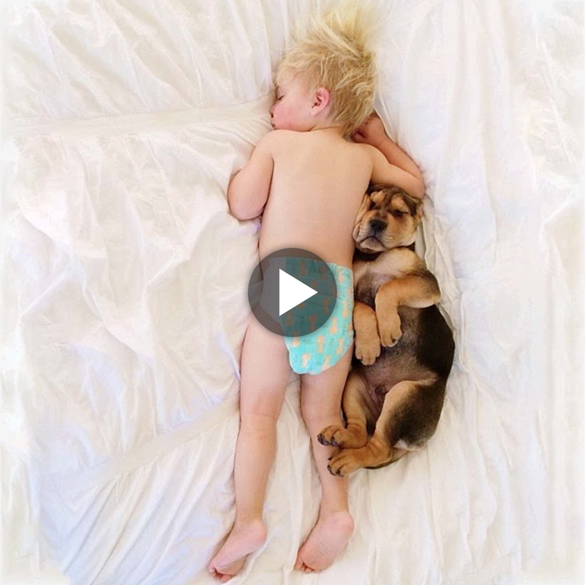 “The little master and the dog must stay together from time to time to sleep, creating precious moments together” (Video)