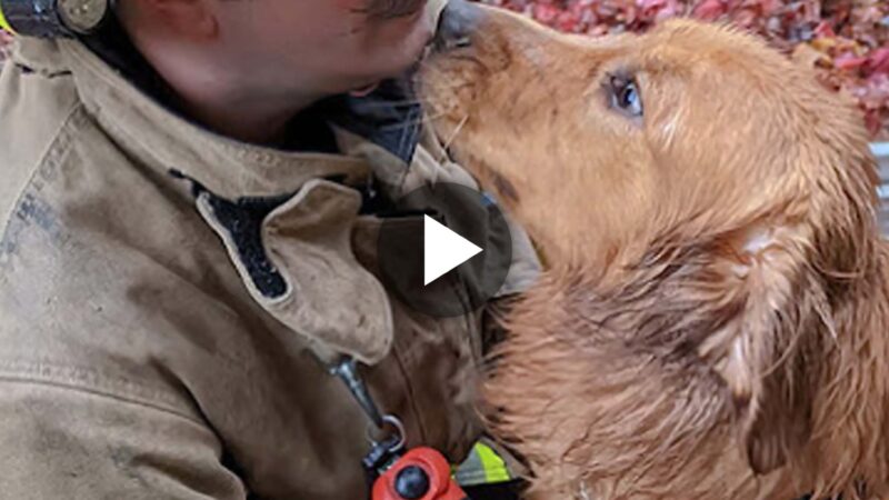 “Firefighters Demonstrate Dedication to Saving Lives, Including Our Four-Legged Friends: Rescuing a Dog That Fell into a Well”