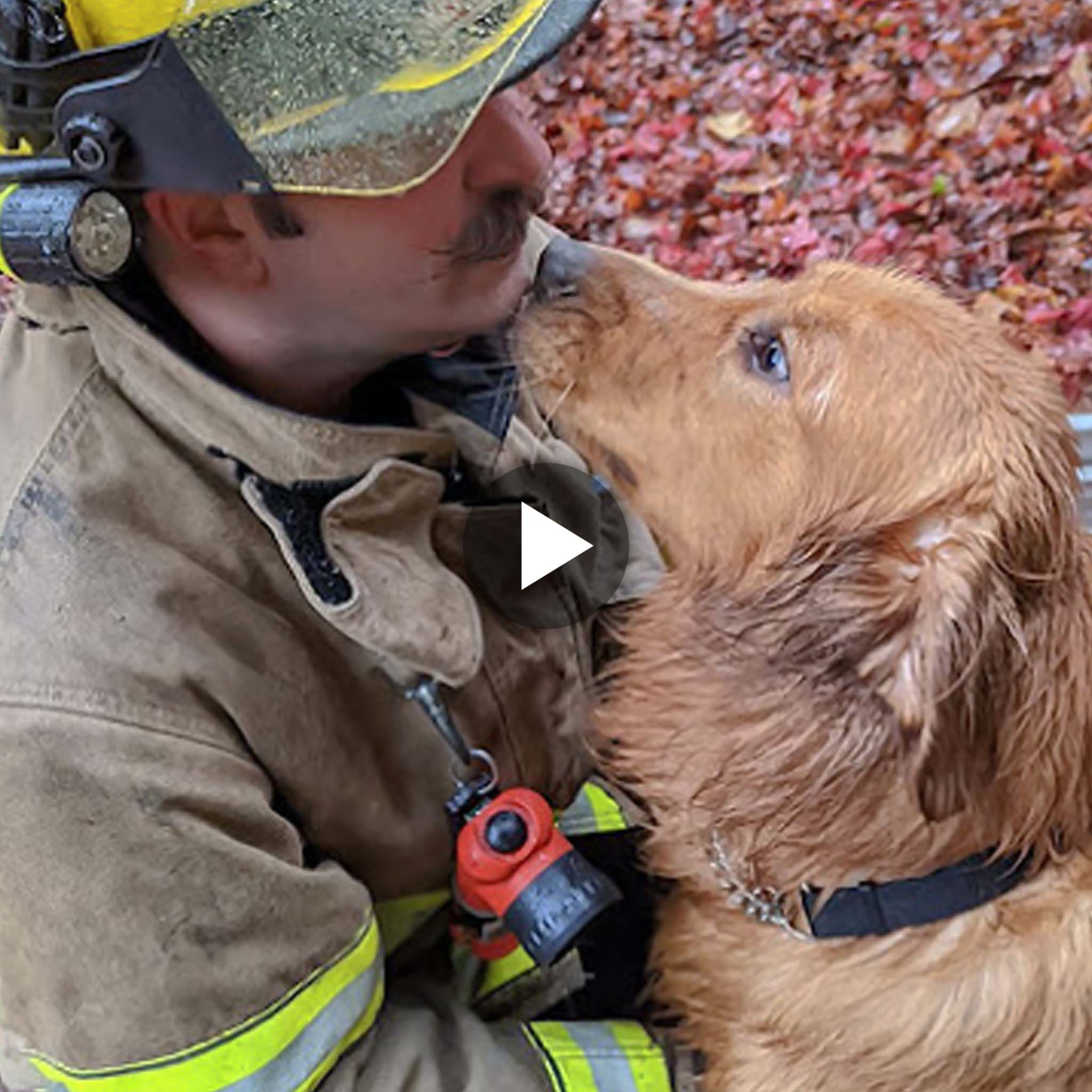 “Firefighters Demonstrate Dedication to Saving Lives, Including Our Four-Legged Friends: Rescuing a Dog That Fell into a Well”