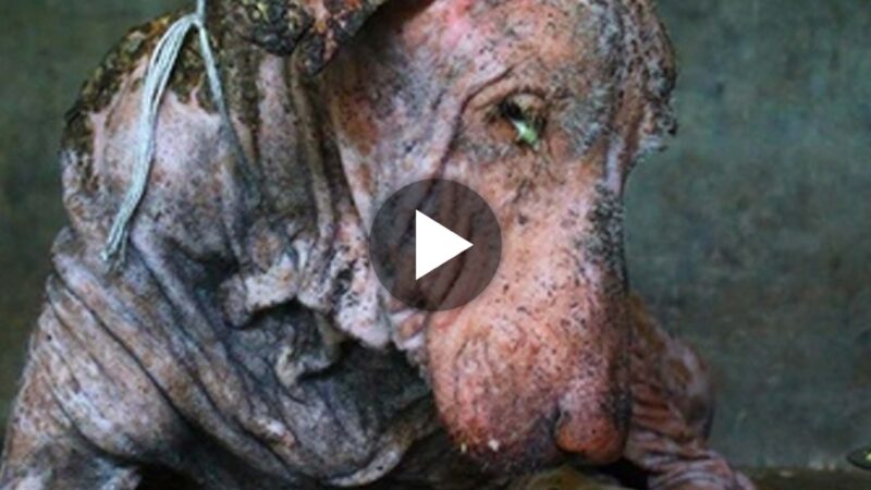 Incredible! A dog near death regains life and makes an amazing comeback in India (VIDEO).