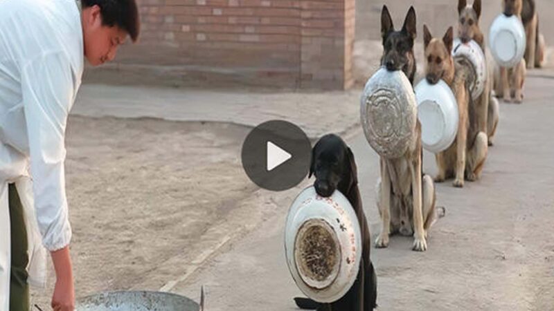 The Heartwarming Scene of Shelter-Rescued Dogs Eagerly Anticipating Their Meals with the Support of the Rescue Crew, Inspiring Countless Hearts.”