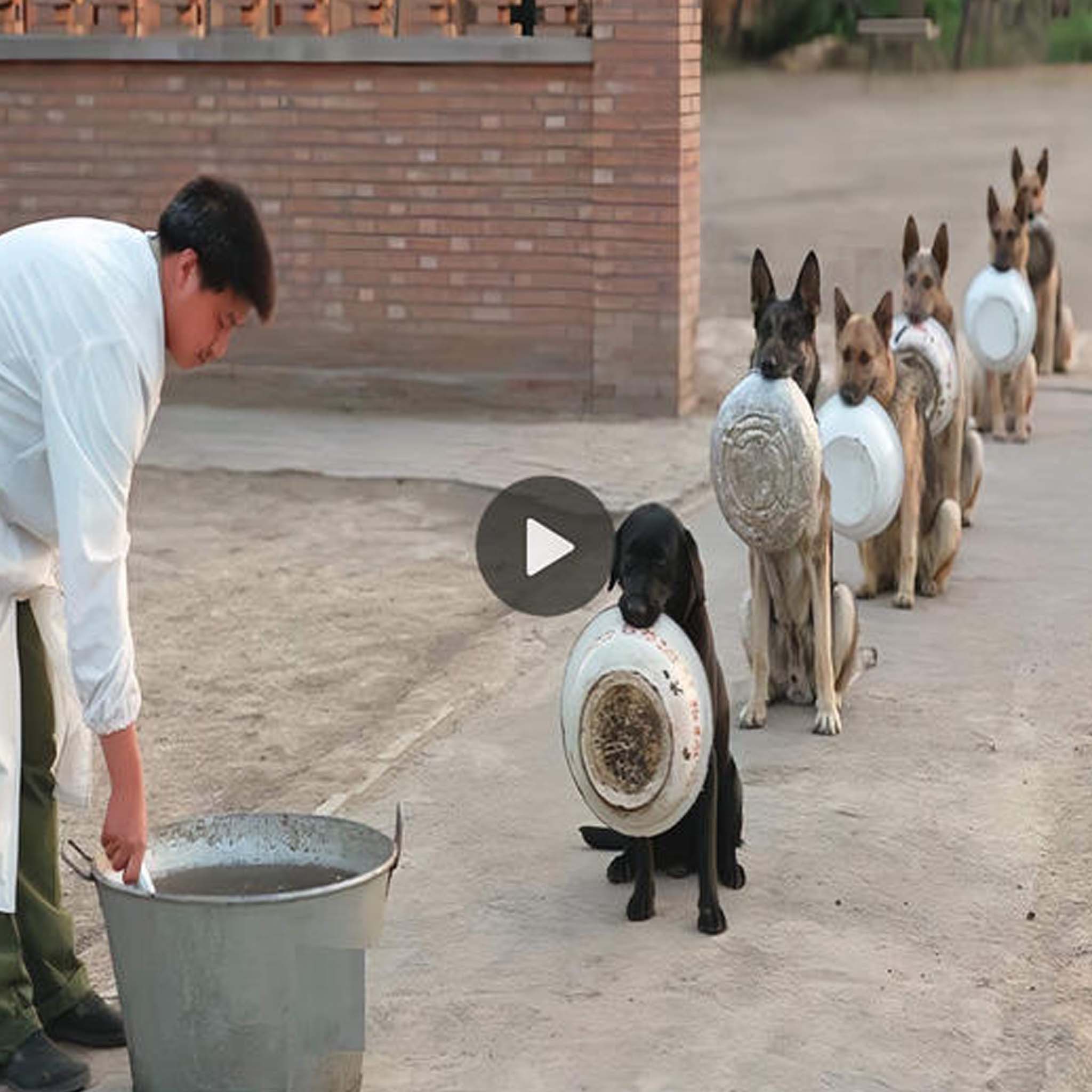 The Heartwarming Scene of Shelter-Rescued Dogs Eagerly Anticipating Their Meals with the Support of the Rescue Crew, Inspiring Countless Hearts.”