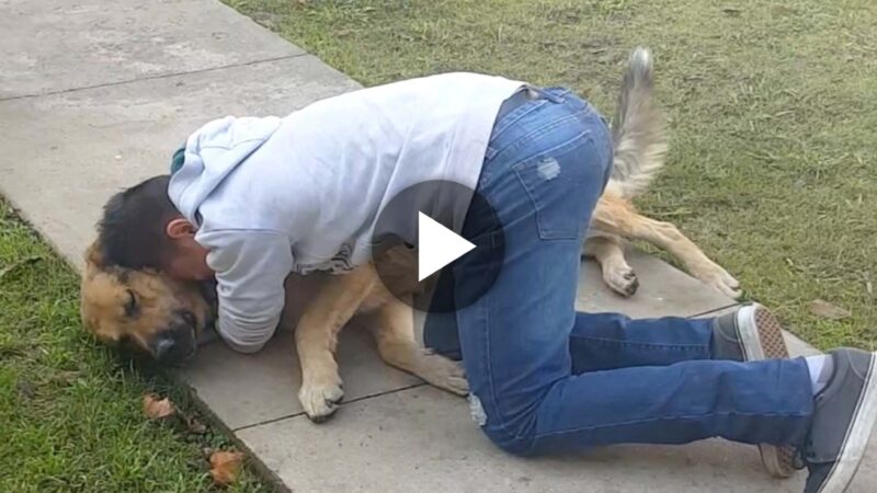 “After More Than 3 Long Years of Battling Cancer in the Hospital, the Loyal Dog Returns, Filling the Owner with Happiness and Tears of Joy.”