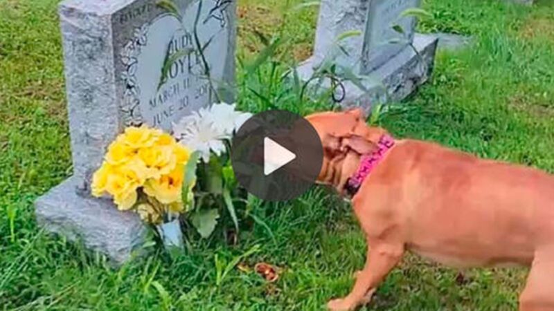 “A Heartfelt Moment: A Deeply Connected Puppy Recognizes His Beloved Grandma’s Final Resting Place.”