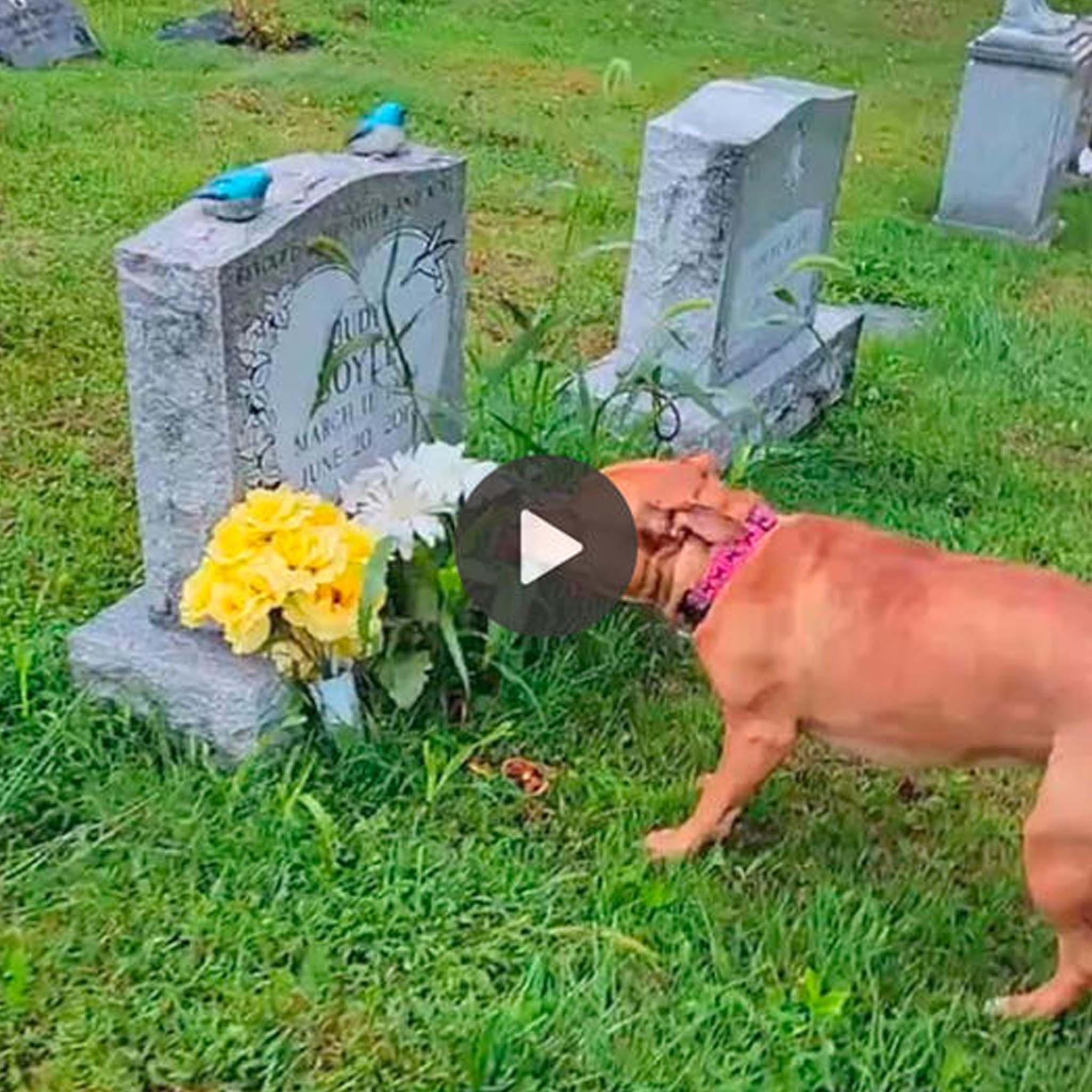 “A Heartfelt Moment: A Deeply Connected Puppy Recognizes His Beloved Grandma’s Final Resting Place.”