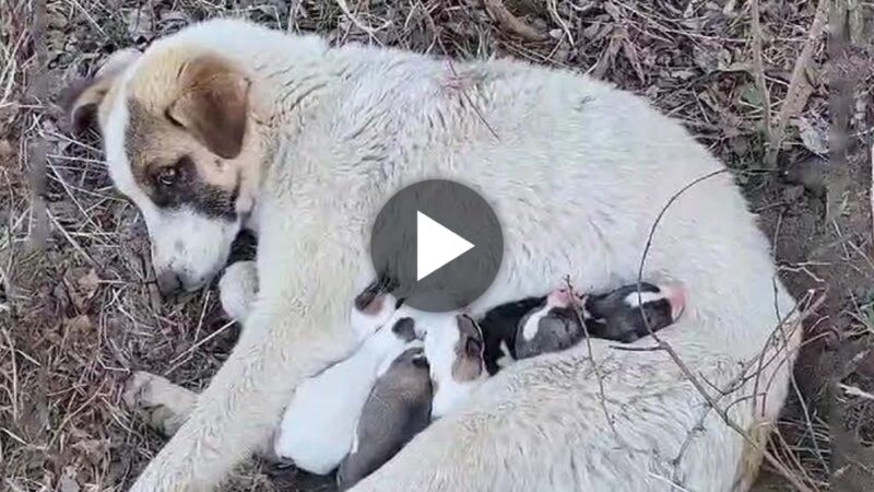 A Remarkable Tale of a Homeless Mama Dog Giving Birth to Her Puppies in the Forest: Their Inspiring Journey to Rescue