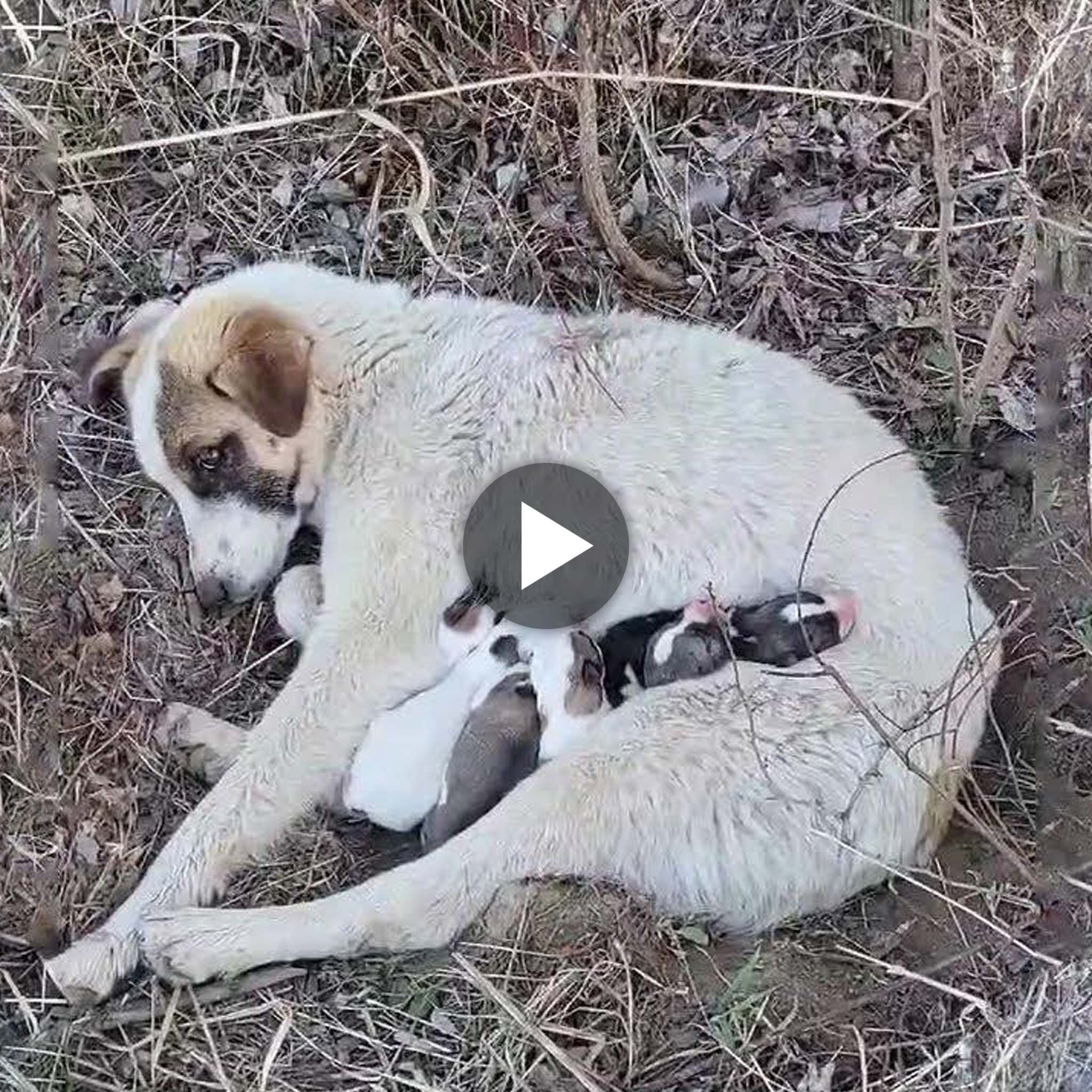 A Remarkable Tale of a Homeless Mama Dog Giving Birth to Her Puppies in the Forest: Their Inspiring Journey to Rescue
