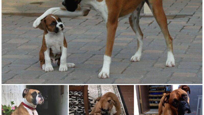 After many days apart, the mother was overcome with joy and emotion to see her puppy again.