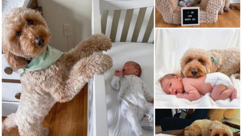 Adorable nanny dog Caring for a newborn baby, the online community is delighted.