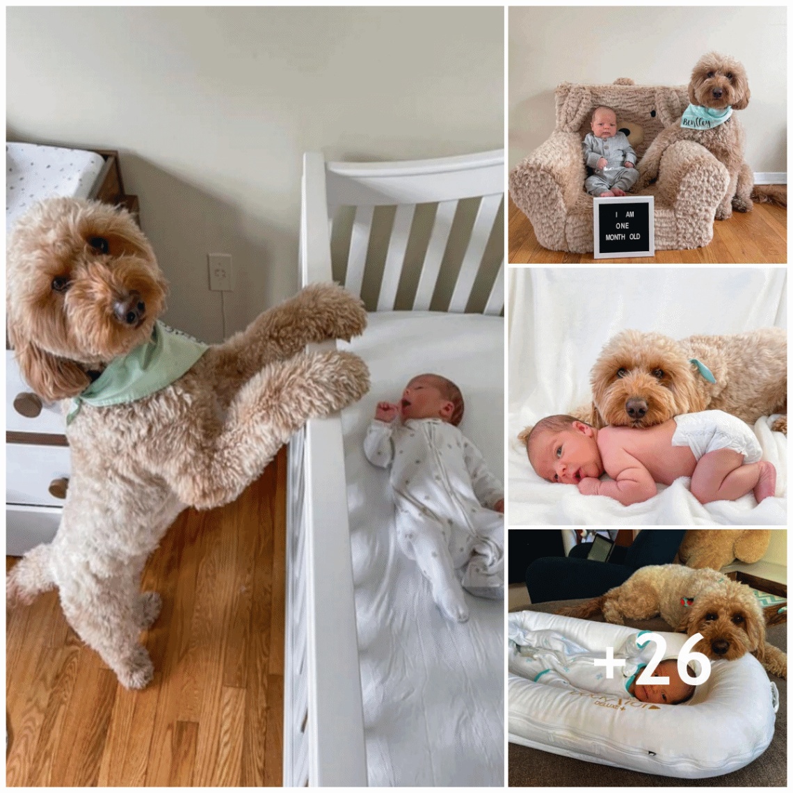 Adorable nanny dog Caring for a newborn baby, the online community is delighted.