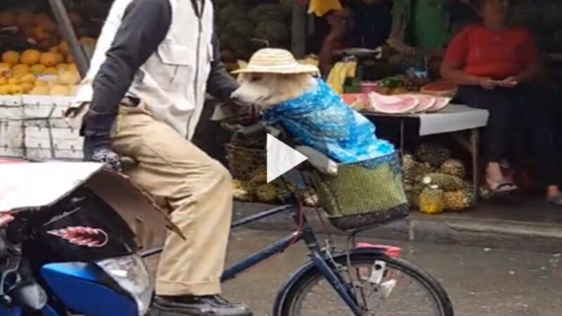 A Filipino dog who went to great lengths to protect his dog from the rain has endeared himself to people all over the world.