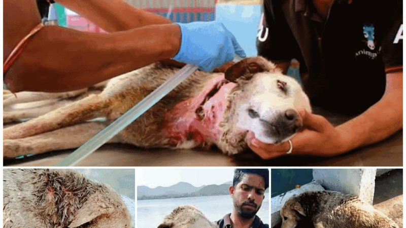 The brave dog faced death due to a severe cut in his neck, but his will overcame everything, it’s hard to believe that someone could treat him like that (Video)