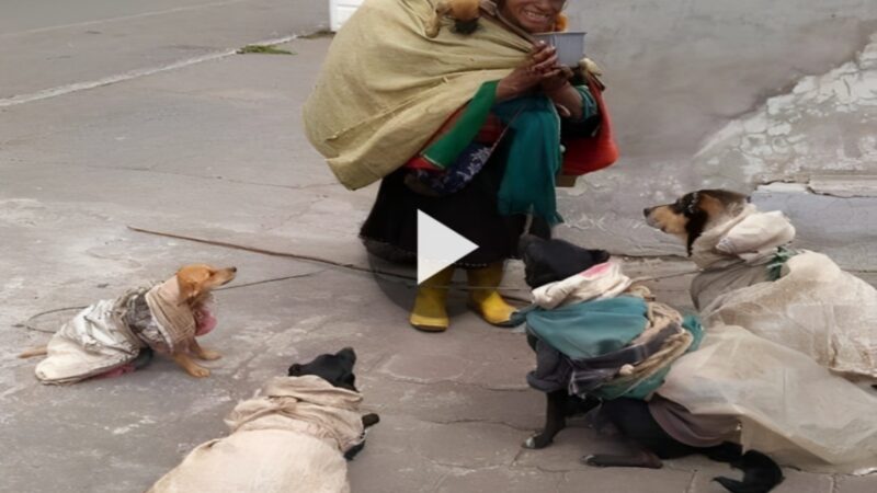 In her hard life, the devoted dogs support their impoverished owner by helping her gather bottles. (Video)