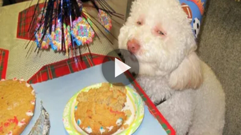 The dog smiled happily as everyone wished him a happy birthday and joined the party.