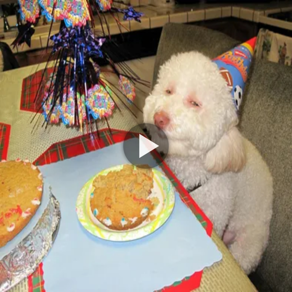The dog smiled happily as everyone wished him a happy birthday and joined the party.