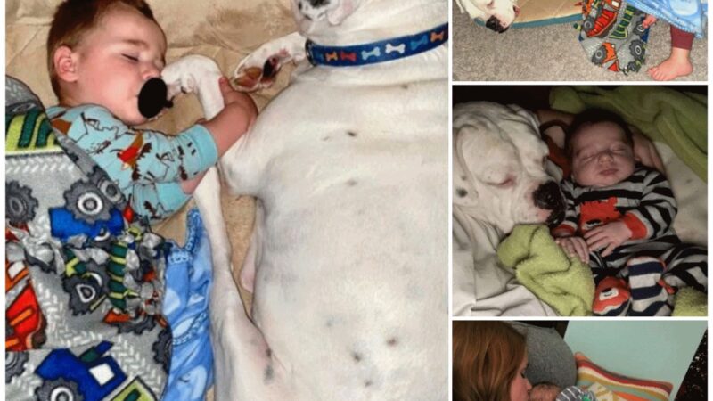 The adorable picture of the baby and the dog next to the bed, watching over his back, were both captured by the camera.