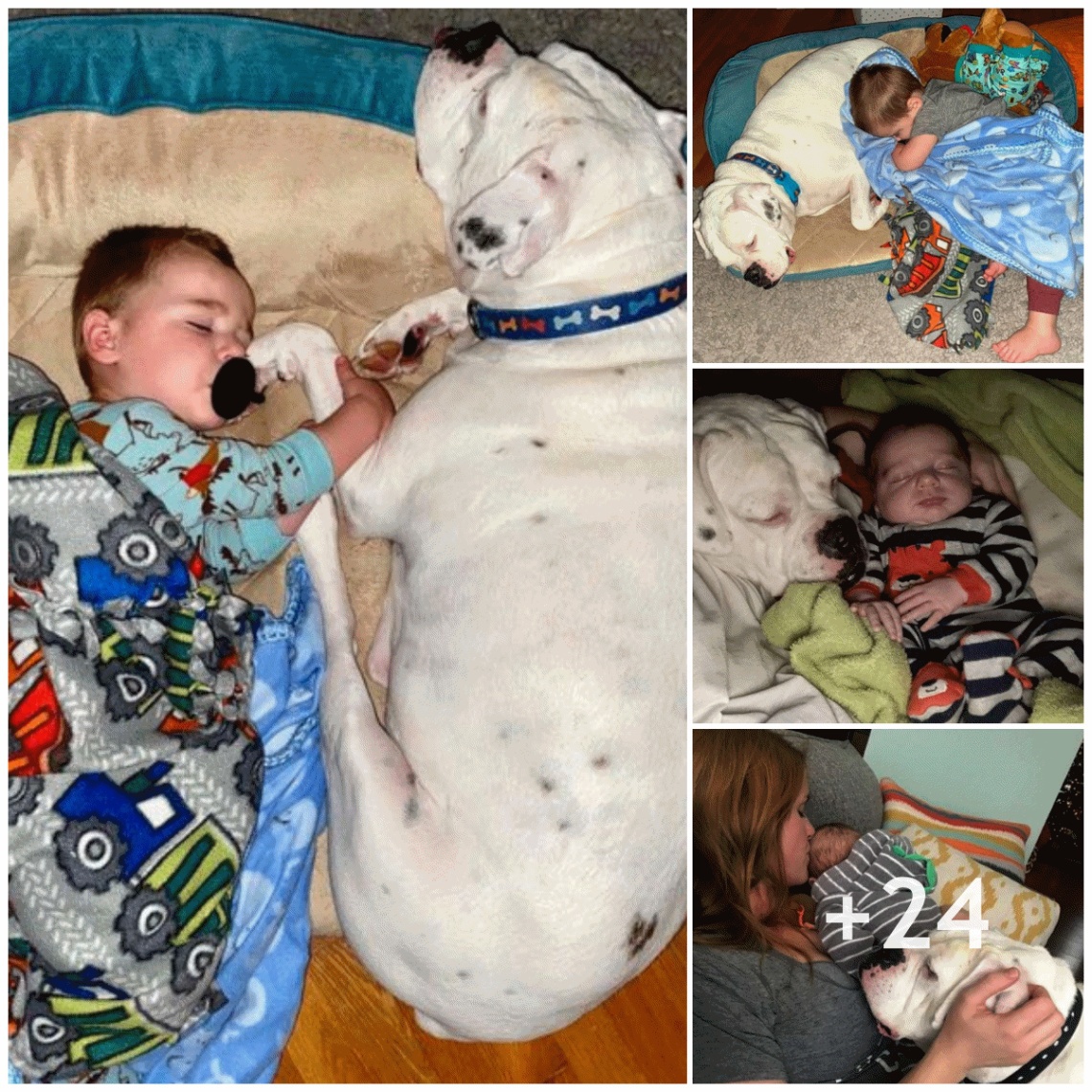 The adorable picture of the baby and the dog next to the bed, watching over his back, were both captured by the camera.