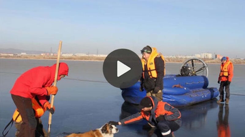 A Heartwarming Tale of Courage and Compassion in the Icy Wilderness of Siberia – A Remarkable Journey to Liberate a Pup Trapped by the Elements