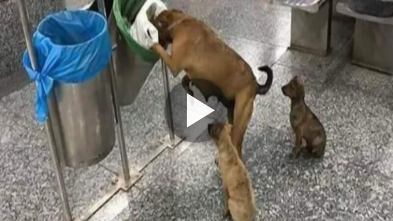 Emotional Resonance: Millions of people are moved by the compassionate act of a mother dog cheering through the trash to find food for her starving puppies.