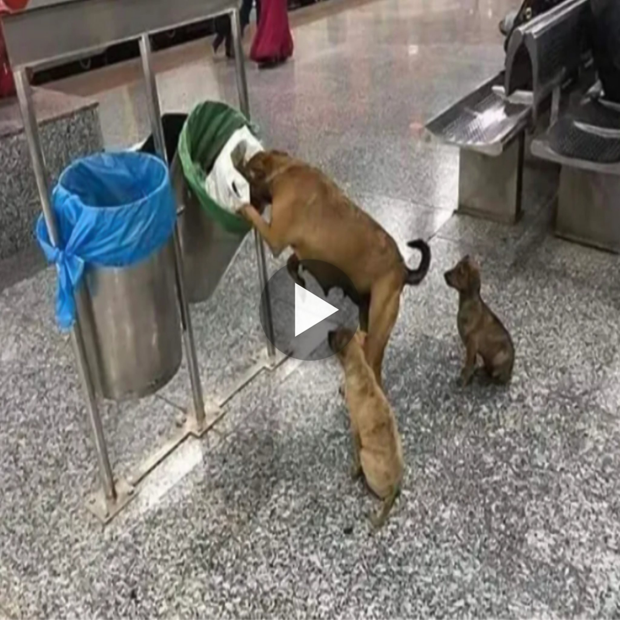 Emotional Resonance: Millions of people are moved by the compassionate act of a mother dog cheering through the trash to find food for her starving puppies.