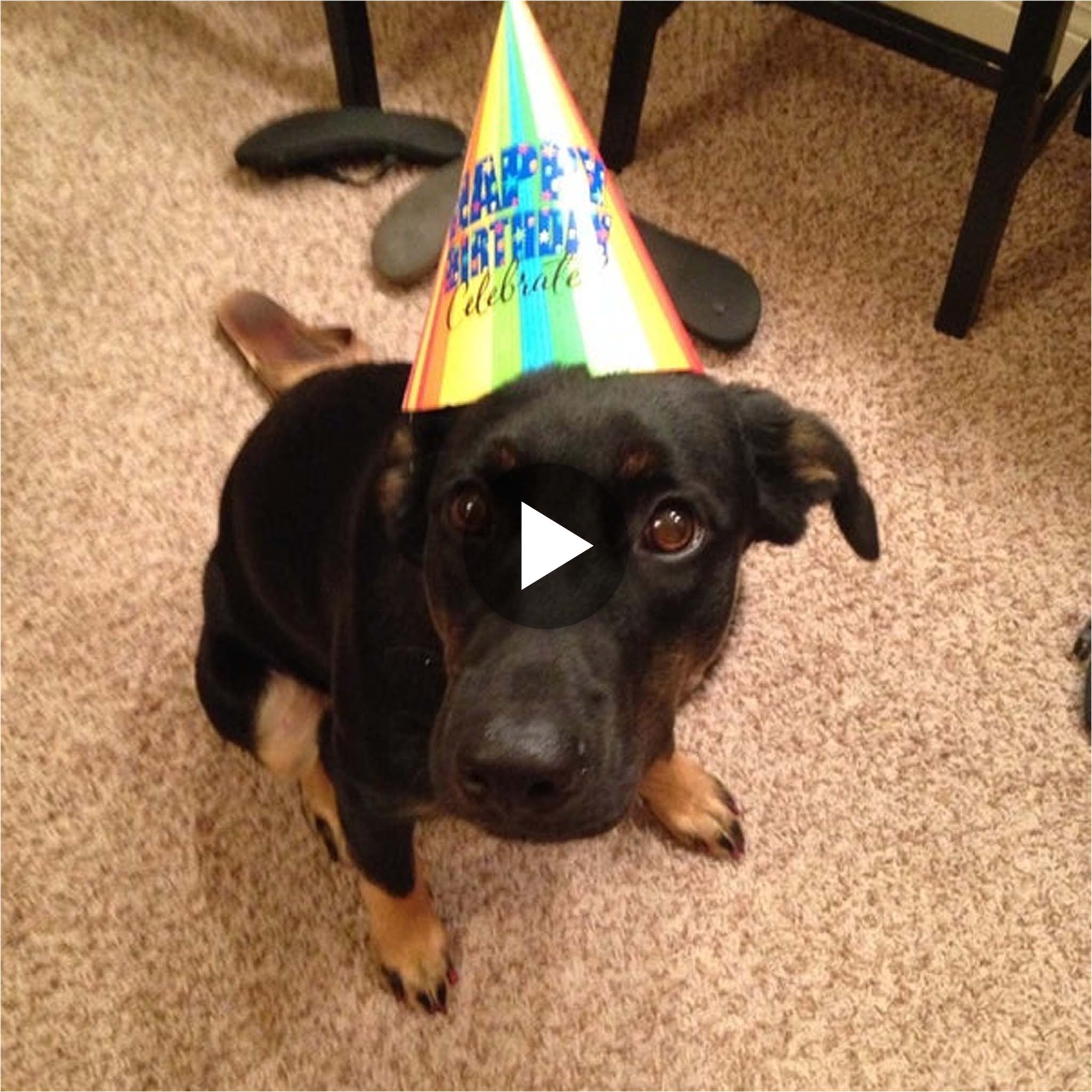 The sad puppy thought “I must be a bad dog: When no one came to wish me a happy birthday”