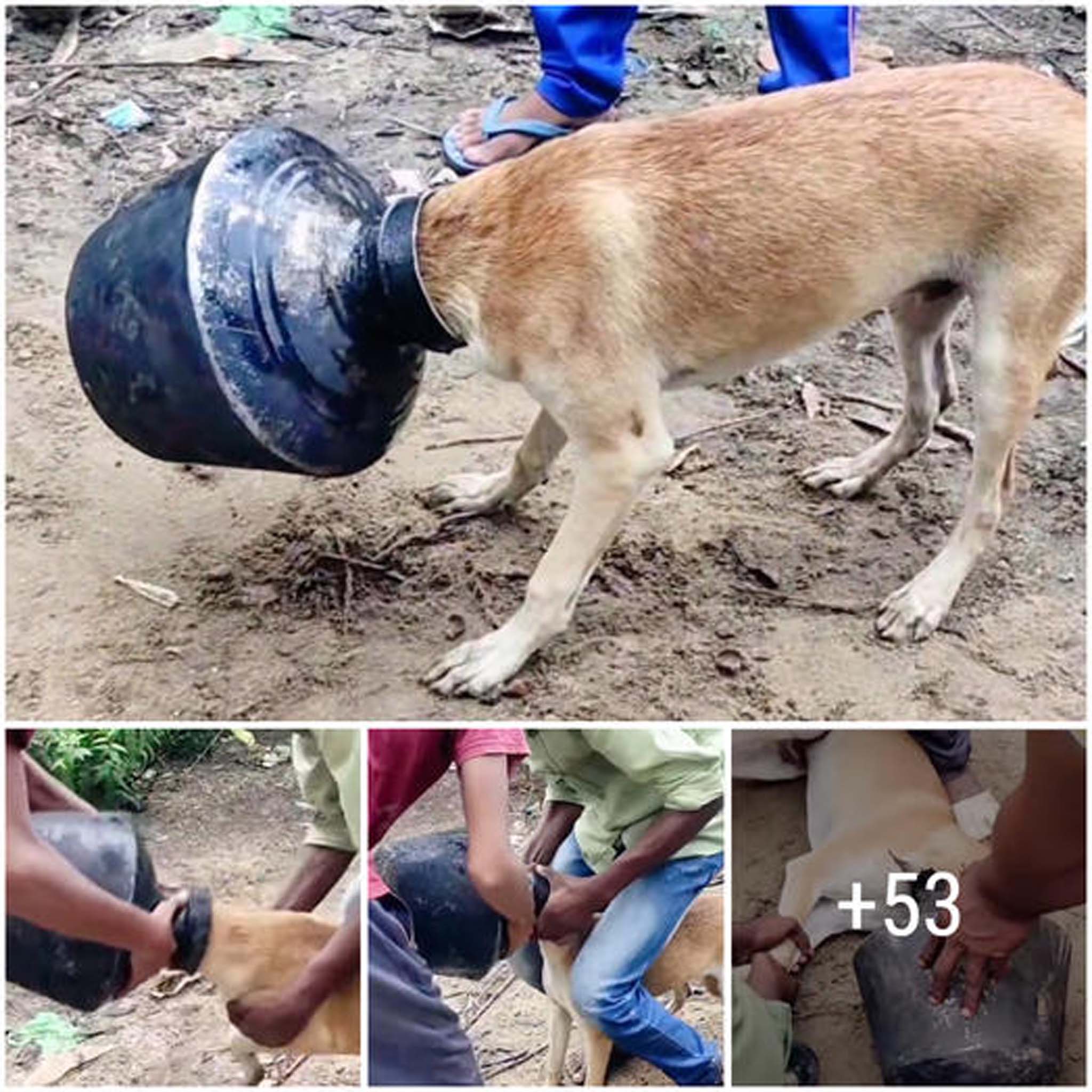 Unable to scream, the fate of a stray dog whose head was stuck in a metal jar caused him extreme pain and helplessness