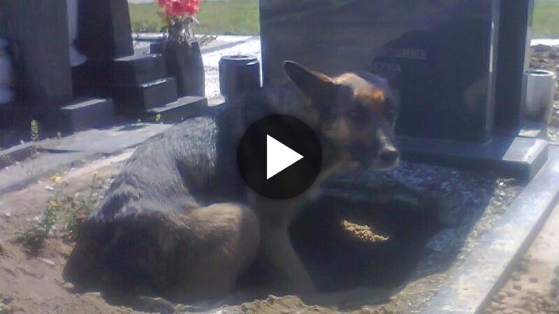 Everyone Believed That She Didn’t Want To Leave His Owner’s Tomb, But Once They Got Closer…