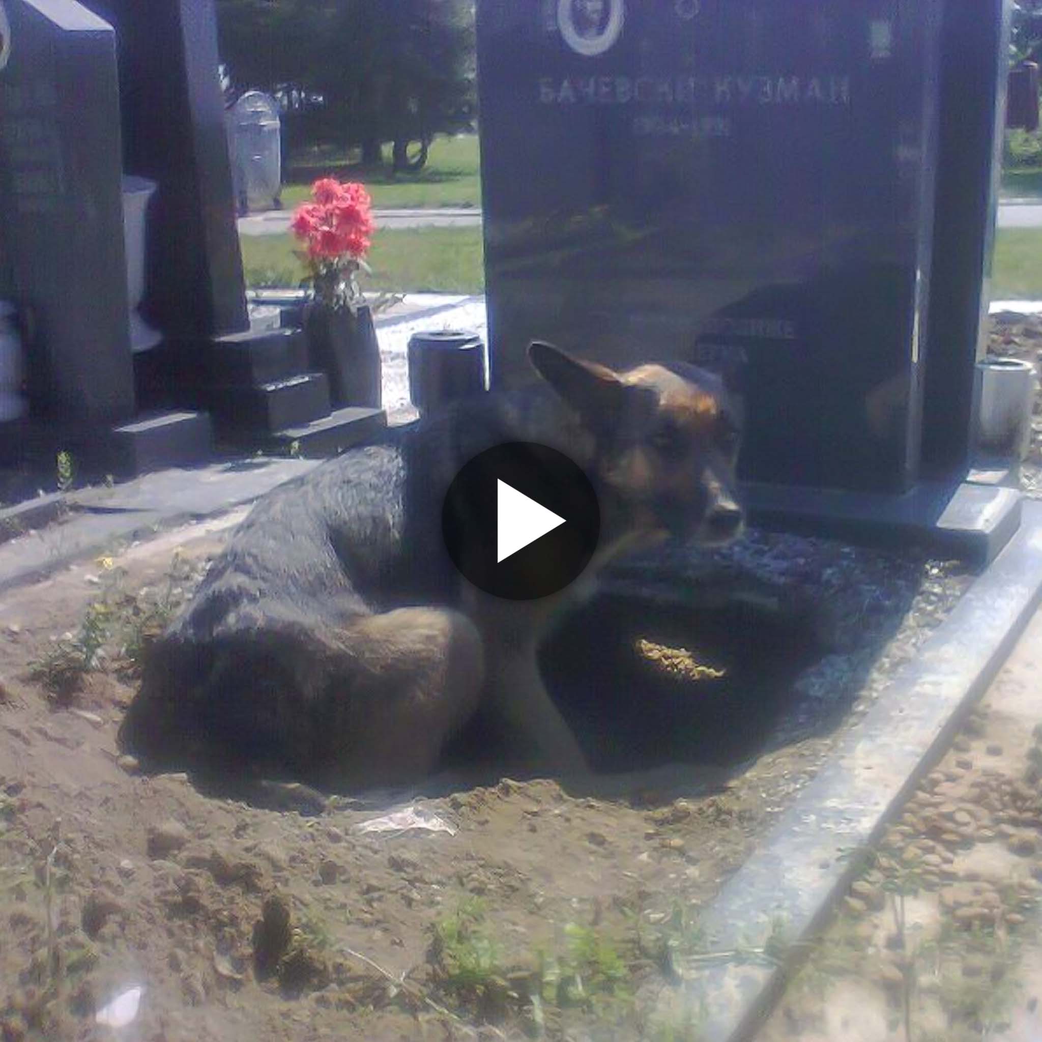 Everyone Believed That She Didn’t Want To Leave His Owner’s Tomb, But Once They Got Closer…