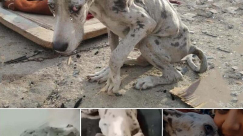 He is abandoned, hungry and forced to eat rocks in order to survive, here showing us the pitiful dire circumstances that abandoned animals face