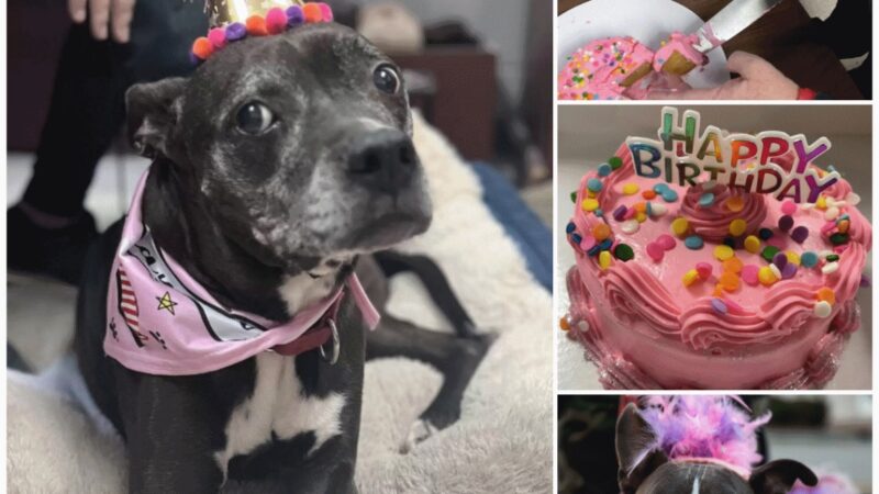 The old dog’s tearful reaction when the rescuer set up a birthday celebration complete with cake, candles, and joy