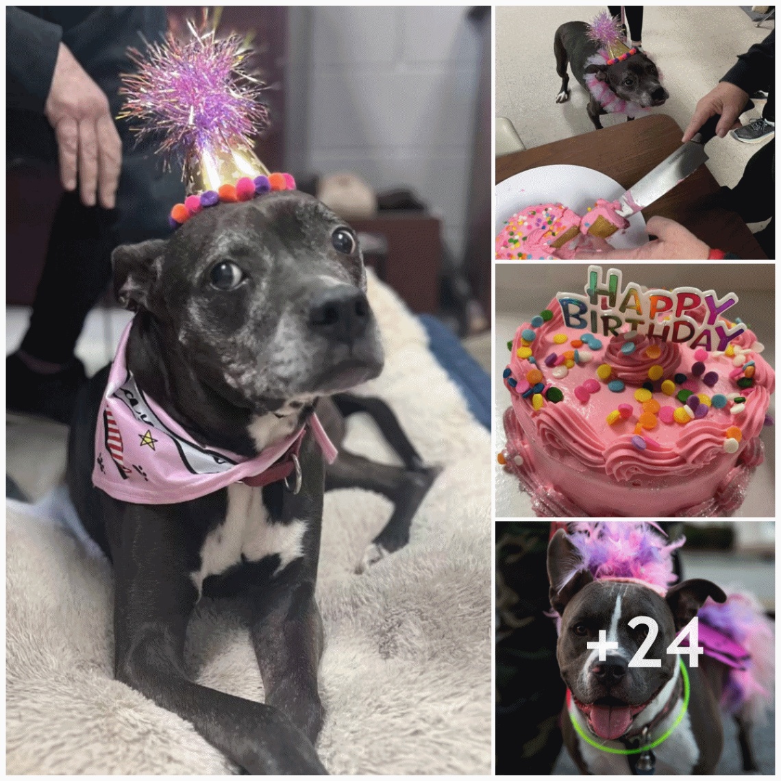 The old dog’s tearful reaction when the rescuer set up a birthday celebration complete with cake, candles, and joy