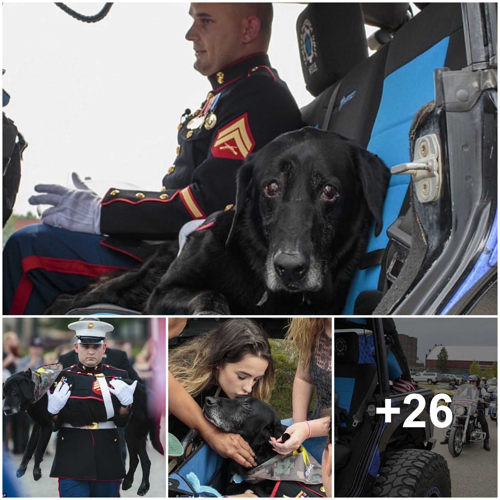 (Video) It was heartbreaking to see a marine give his beloved dying dog a touching and tearful final journey, hoping that his next life would be better.