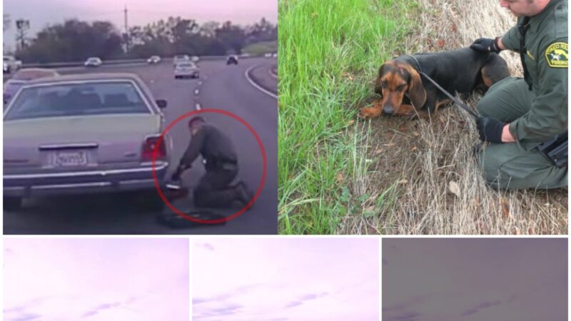 Excitedly following the heroic officers rescuing a hunting dog trapped under a car on a busy highway, the moment everyone got him out was heart-stopping.